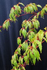 acerp-benihag01_220720a.jpg