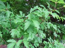 acer-gris01_220722a.jpg