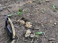 mushroom-08032022.jpg