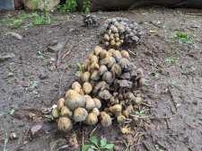 mushroom-08052022-2.jpg