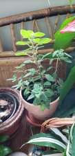 Streptocarpella_Home_Cutler_20220703_123701.jpg
