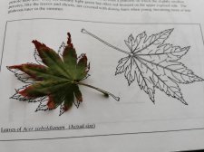 IMG_20220807_204418.jpg