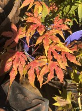 20220813 Reticulatum Purple.jpg
