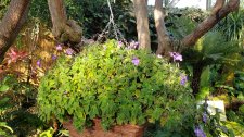 Streptocarpella_BloedelConservatory-QEPark_Cutler_20220812_175612.jpg
