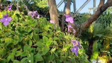 Streptocarpella_BloedelConservatory-QEPark_Cutler_20220812_175616.jpg