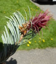20140430_PQEPark_PseudotsugaMenziesiiGlauca_Cutler_P1050577c.JPG