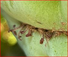 sprout.JPG