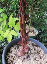acer-gris01_220912a.jpg