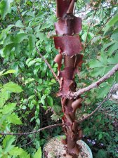 acer-gris01_220912b.jpg