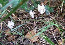cyclamen-blanc_220915a.jpg
