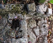 cyclamen_220915c.jpg