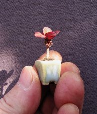 sedum.spur.atro_190708b.jpg