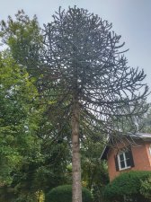 mp tree2.jpg