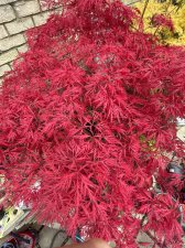 25F3CCE5-D36C-423C-A407-2DB36F6DB144.jpeg