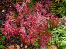 Red Dragon 21st October 2022.JPG