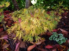 Flavescens 23rd October 2022 (2).JPG