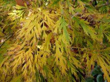 Flavescens 23rd October 2022.JPG
