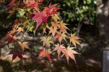 beautiful-fall-color-komyo-ji-kyoto-japan-105501321.jpg