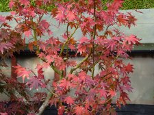 Ozakazuki 30th October 2022.JPG