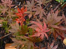 Reticulatum Purple 6th November 2022.JPG