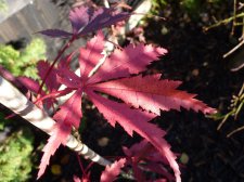 Wakehurst Pink 7th November 2022.JPG