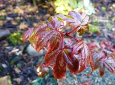 Olsons frosted strawberry 9th November 2022.JPG