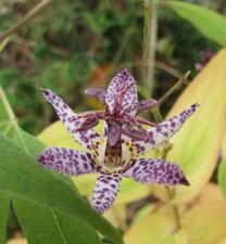 tricyrtis_161112a.jpg