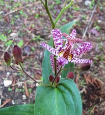 tricyrtis_191011b.jpg
