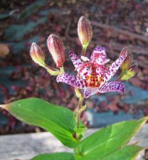 tricyrtis_200911a.jpg