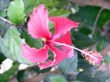 FuschiaHibiscus.jpg