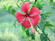 RedDwarfHibiscus.jpg
