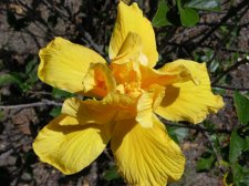 YellowHibiscus.jpg