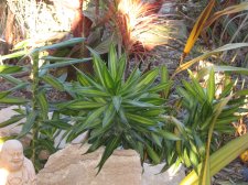 Dracaena 025.JPG