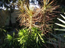 Dracaena 026.JPG