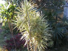 Dracaena 027.JPG