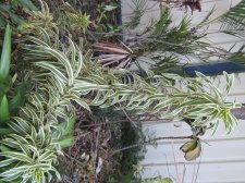 Dracaena 028.JPG