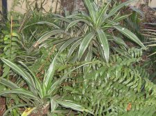 dracaena 030.JPG