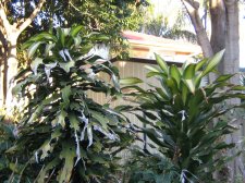 dracaena 031.JPG