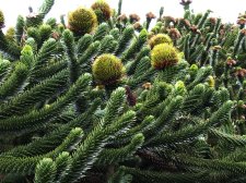 ARaraucana_treetops1b.jpg