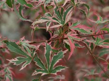 Acer palmatum 'Marlo'(UBC).jpg