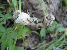 Copy of IMG_2154.jpg