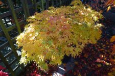 DSC02896.JPG
