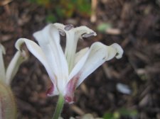 TRICYRTIS  WHITE  TOWERS 12-09-2010 16-03-25.JPG