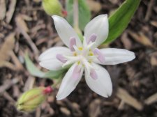 TRICYRTIS  WHITE  TOWERS 15-09-2010 14-42-44.JPG