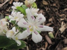 TRICYRTIS  WHITE  TOWERS 15-09-2010 14-42-56.JPG