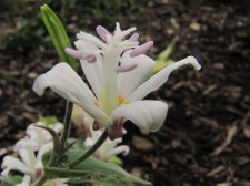 TRICYRTIS  WHITE  TOWERS 15-09-2010 14-43-36.JPG