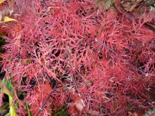 Red Feather 13th November 2022.JPG