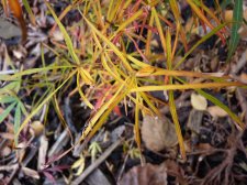 Red pygmy 13th November 2022.JPG