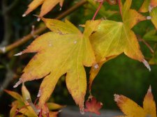 Autumn Gold 13th November 2022.JPG
