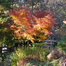 2022 - November - Acer palmatum 'Seiryu'.JPG